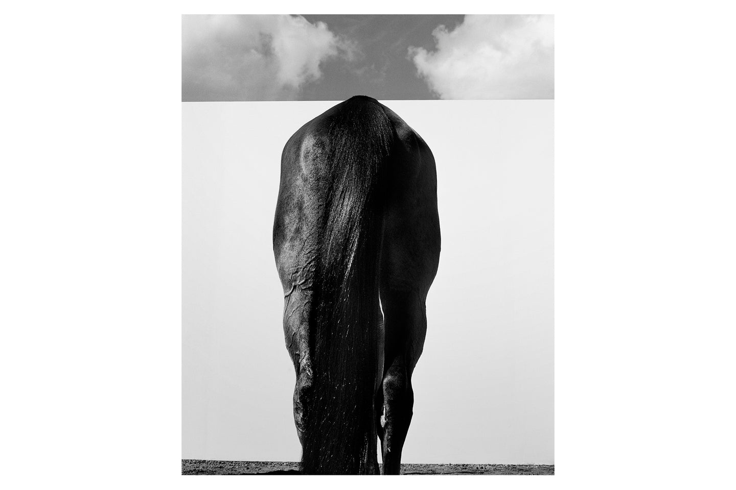 Black Horse's Ass, 1995