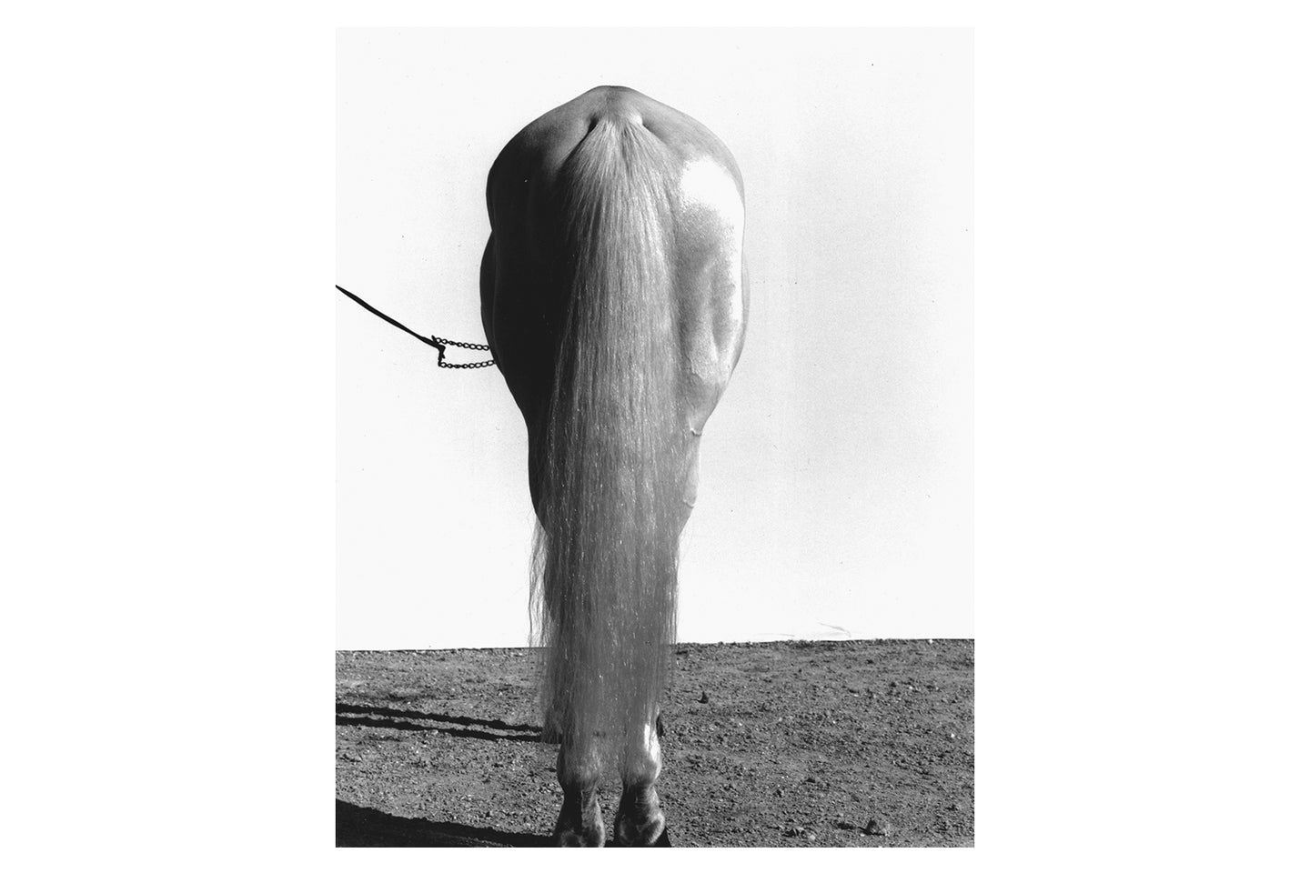 White Horse's Ass, 1995
