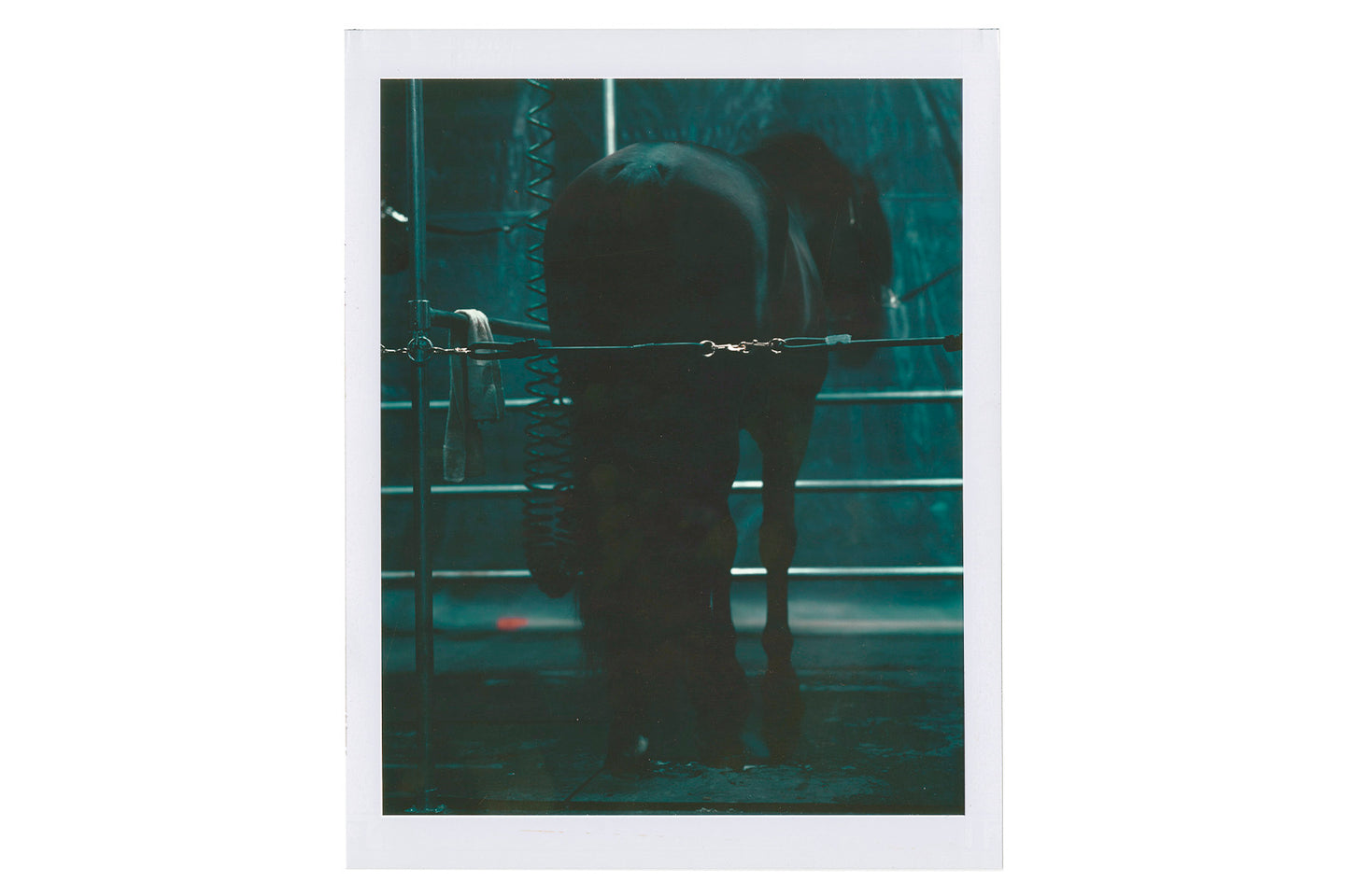 Black Horse, 2006