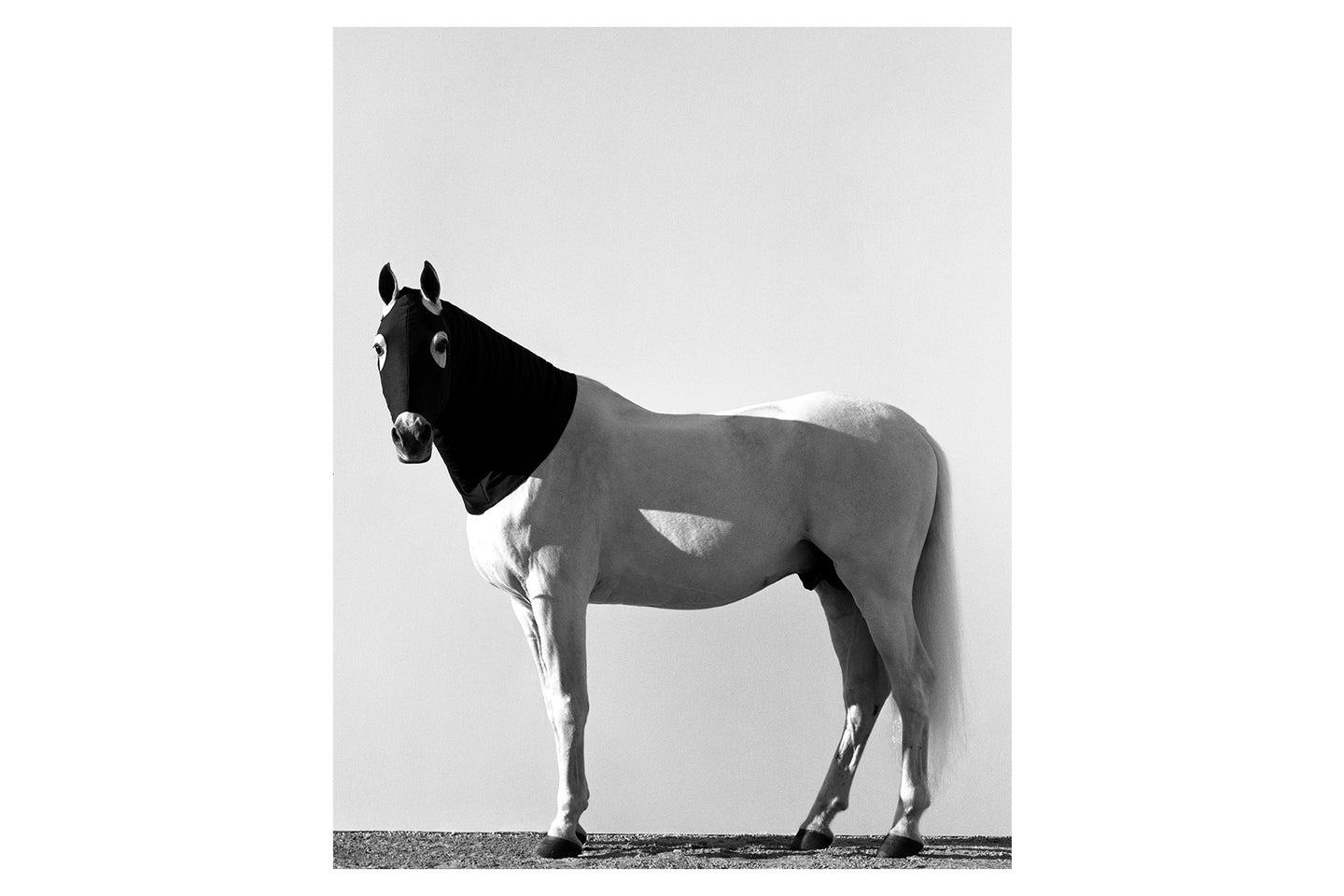 Horse Black Hood, 1995