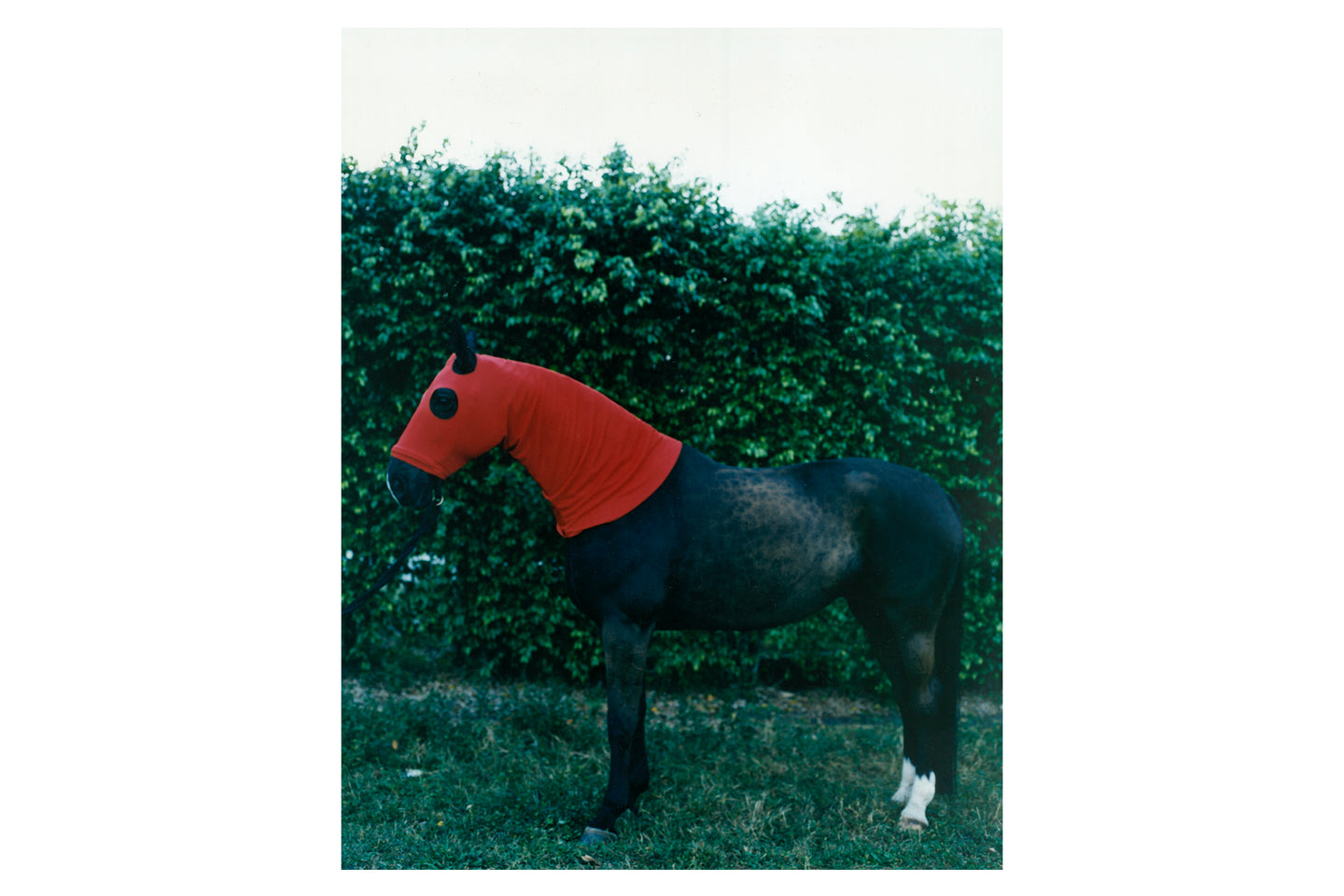 Horse with Red Hood, 1995