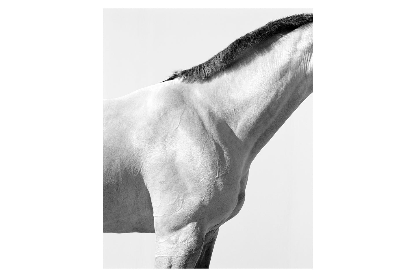 White Horse Neck 01, 1995